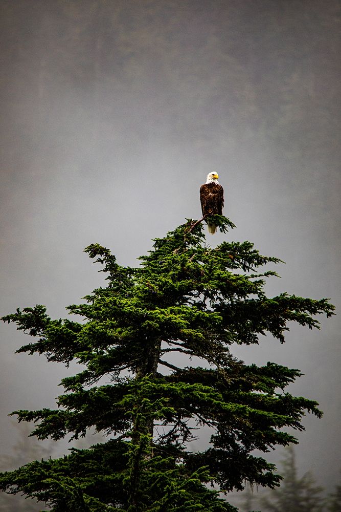 Prince William Sound-Alaska-Valdez-Bald Eagle perched on evergreen tree